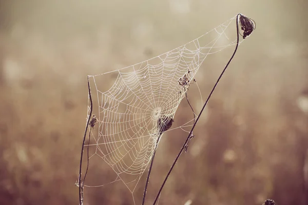 Plante sèche d'automne — Photo