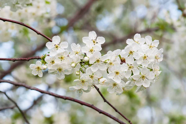 Рамка из цветов вишни — стоковое фото