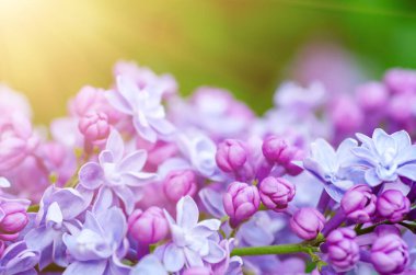 Leylak çiçekleri makro