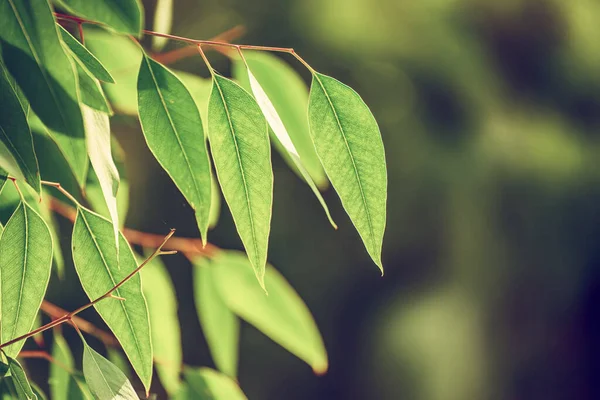 Eukalyptusgröna blad — Stockfoto