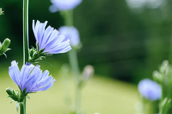 Flor de achicoria en la naturaleza — Foto de Stock