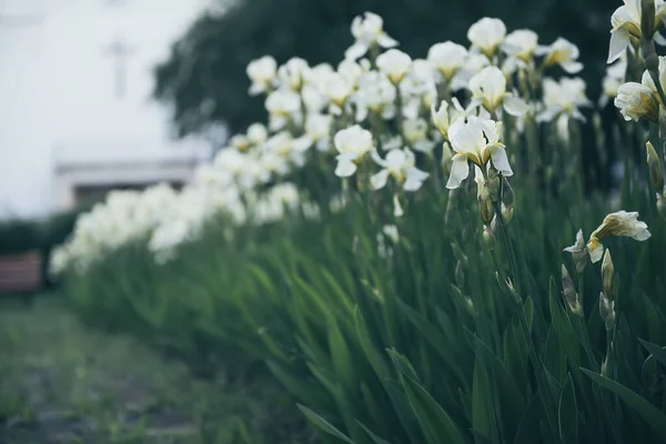 Iris flower blooming at church yard — Stock Photo, Image