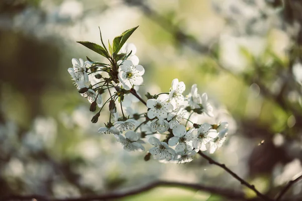 Cadre de fleurs de cerise — Photo