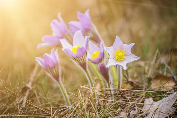 Pasque-flor en la naturaleza — Foto de Stock