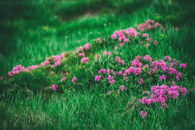 Doğada Rhododendron çiçekleri