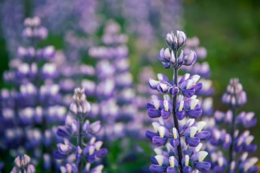 İzlanda 'da Lupine çiçekleri