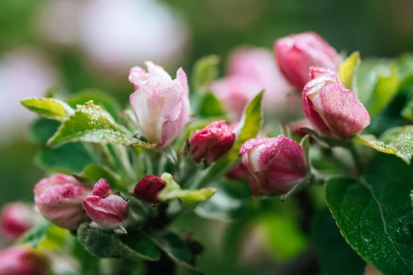 Fiore di melo — Foto Stock