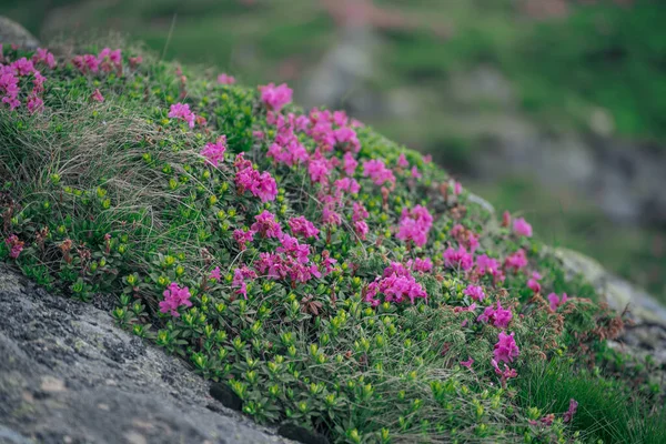 Fiori di rododendro in natura — Foto Stock