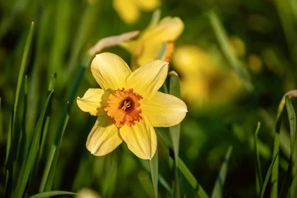 Vackra gula påskliljor — Stockfoto