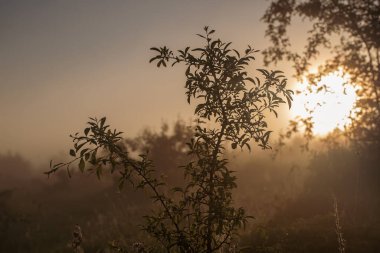 Klasik güneşli arkaplan
