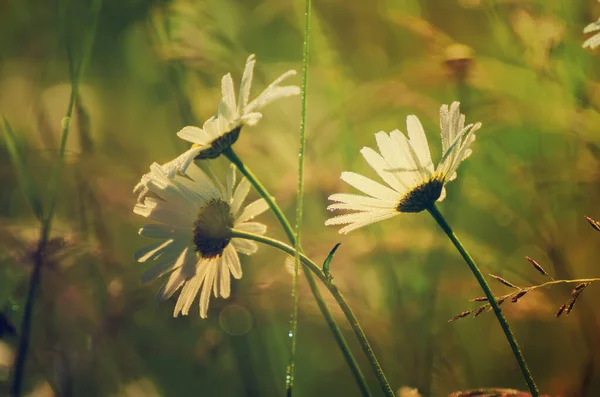 野生のカモミールの花 — ストック写真