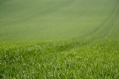 Yeşil çimen alanı arkaplanı