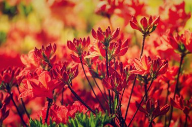 Bahçede Rhododendronlar ve açelyalar