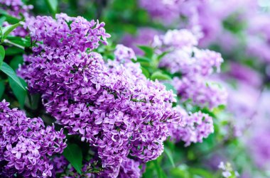 Bahar leylak çiçekleri