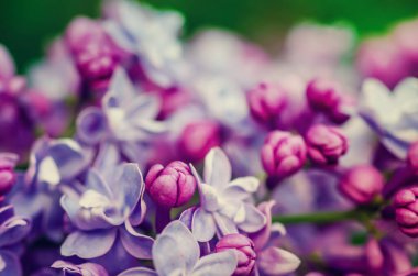 Leylak çiçekleri makro