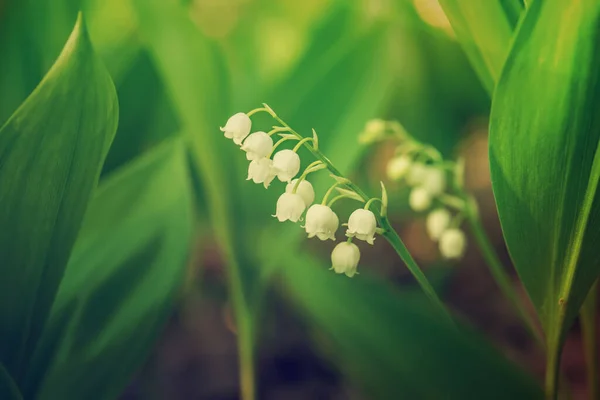 Lily van de vallei — Stockfoto