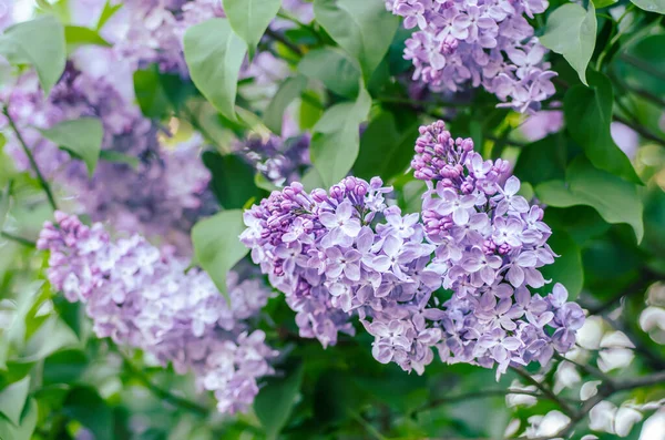 Spring lilac flowers — Stock Photo, Image