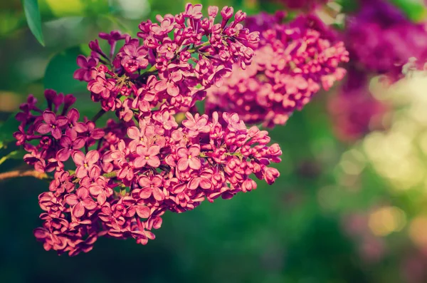 Printemps fleurs lilas — Photo