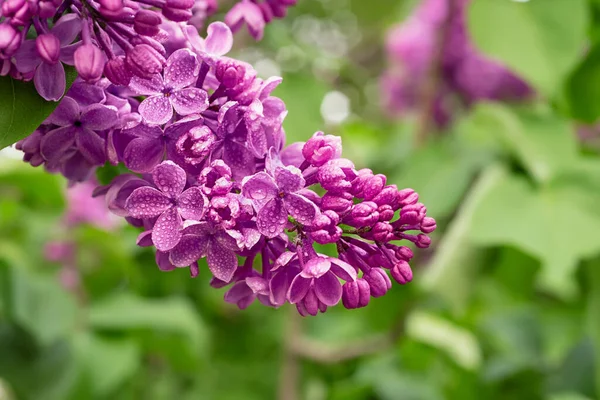 Spring lilac flowers — Stock Photo, Image