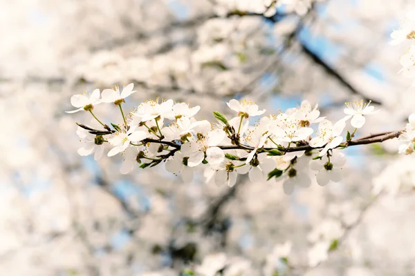 Plum spring flowers — Stock Photo, Image