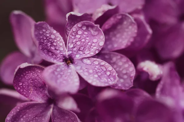 ライラックの花マクロ — ストック写真