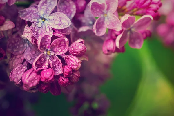 Flores lila macro — Foto de Stock