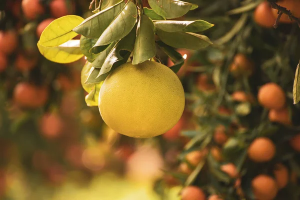 Pomelo fruit in garden