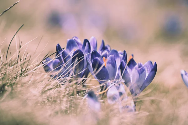 Spring crocus flowers — Stock Photo, Image