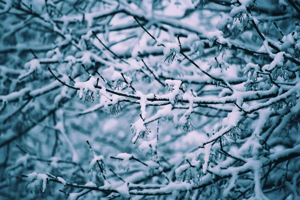 Under the snow — Stock Photo, Image