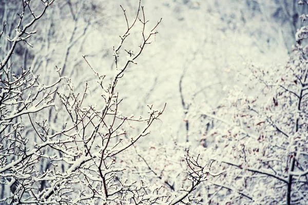 Under the snow — Stock Photo, Image