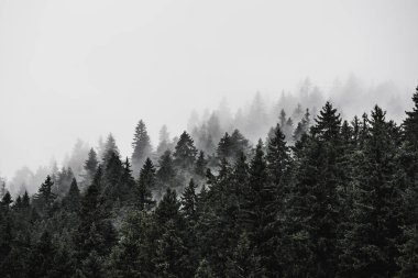 Sisli dağ manzarası