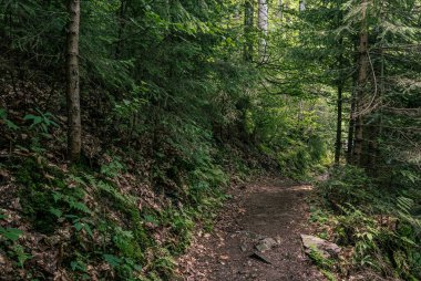 Karanlık kasvetli orman