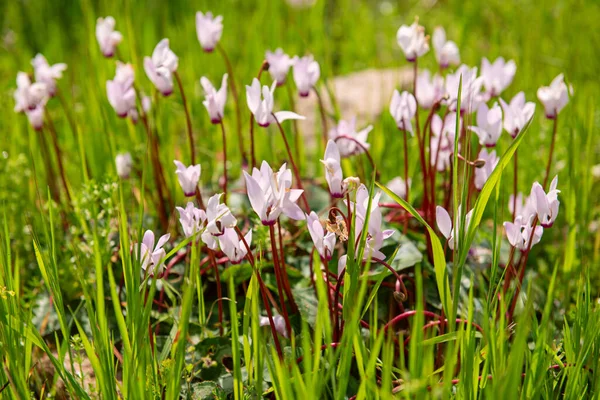 Cyclamens sauvages fleurs — Photo