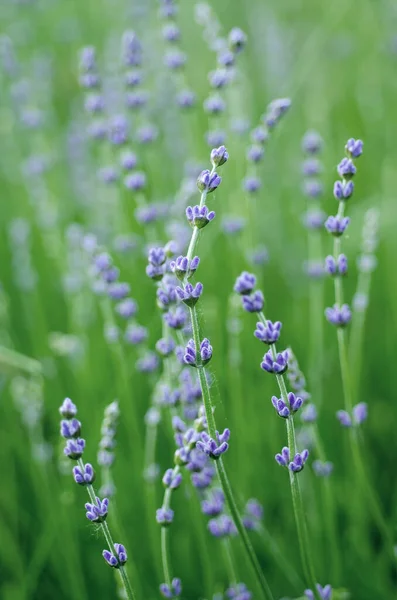 Lavendel vackra blommor — Stockfoto