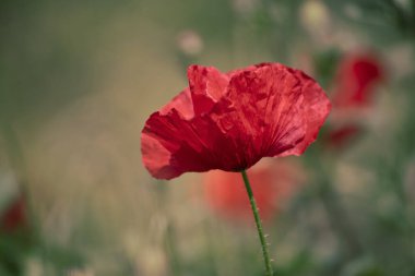 Kırmızı bahar gelinciği