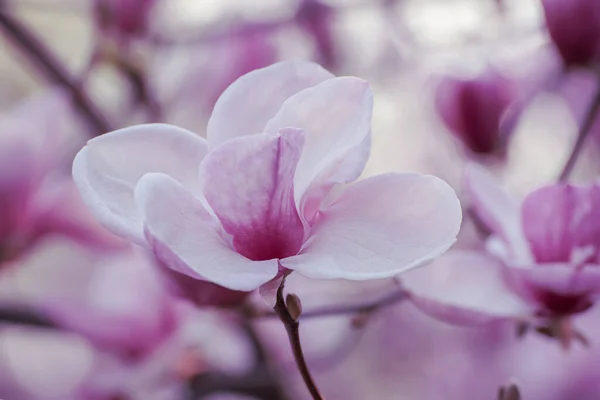 Magnolia lentebloemen — Stockfoto