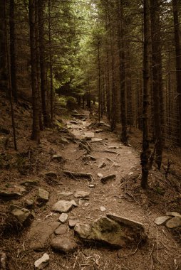 Kuzey İskandinav Ormanı