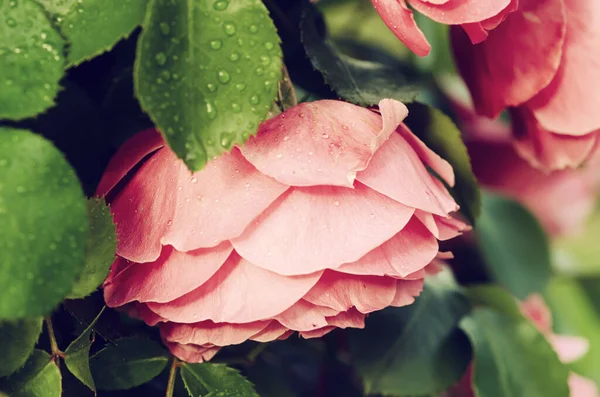 Jardín de rosas rosadas —  Fotos de Stock