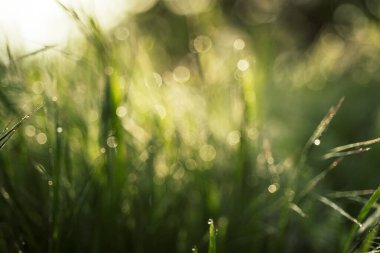 Doğal soyut arkaplan