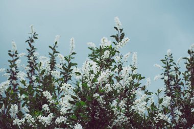 Bahar beyaz çiçekleri