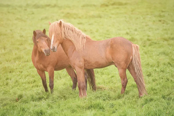 アイスランドの馬2頭 — ストック写真