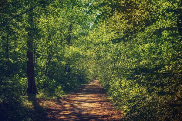 Verão floresta verde — Fotografia de Stock