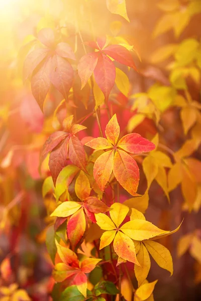 野生のブドウの葉 — ストック写真