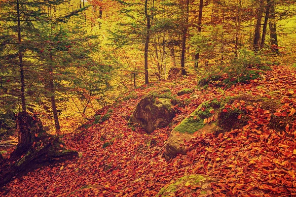 Bellissimo paesaggio autunnale — Foto Stock