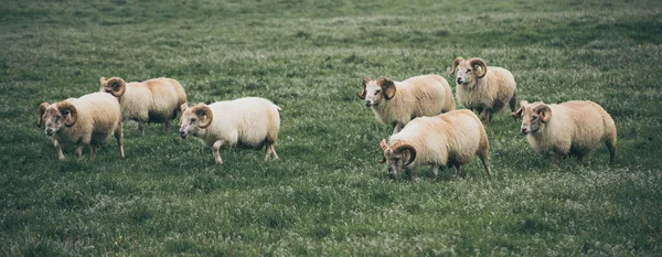 İzlanda 'da koyun otlatıyor. — Stok fotoğraf