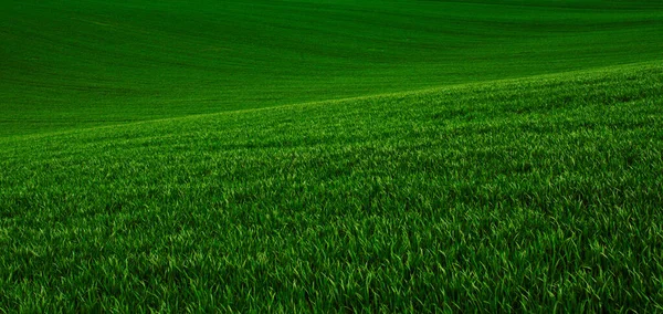 Groene gras veld achtergrond — Stockfoto