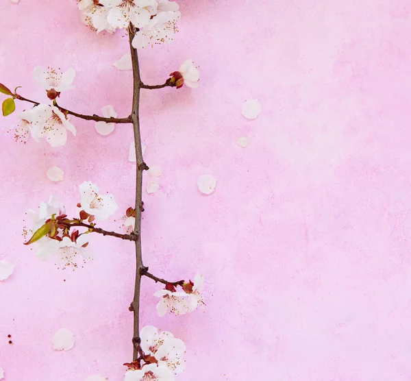 Apricot flowers on cement — Stock Photo, Image