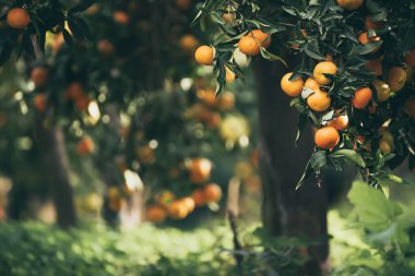 Mandalina güneşli bahçe
