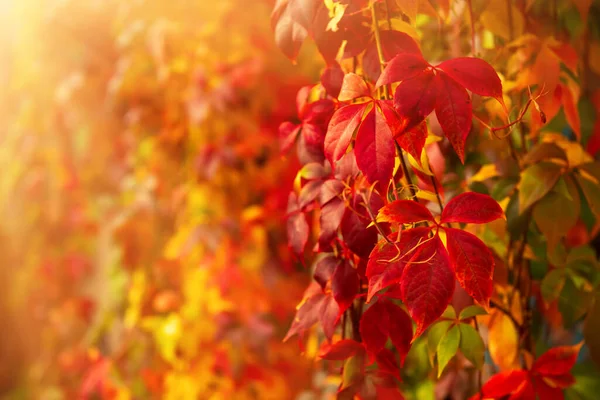 Vilda röda vinblad — Stockfoto