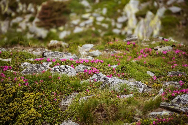 Rhododendron flores na natureza — Fotografia de Stock